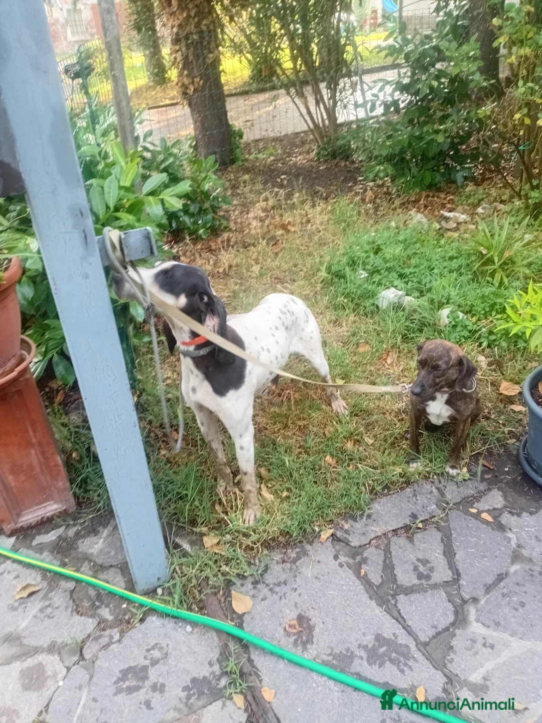 Ariegeois cani in vendita: Cucciolo airegeois a Città Metropolitana di Bologna - Annuncio 2