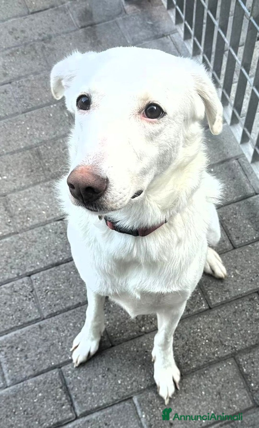 Meticcio cani in regalo: GENNA BELLISSIMA CAGNOLINA - Annuncio 3