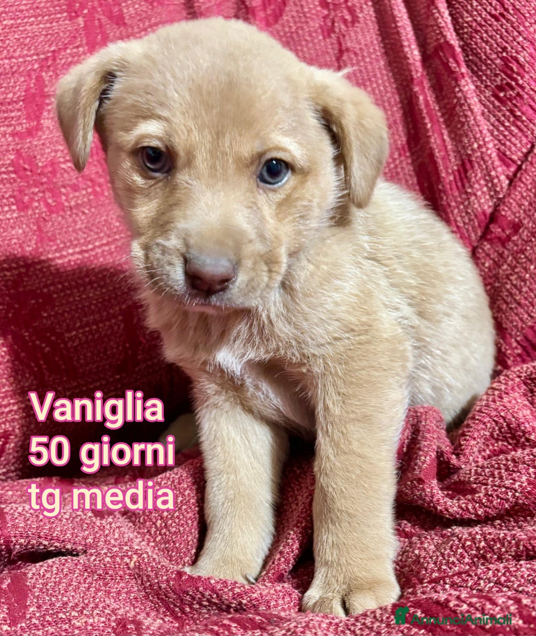 Meticcio cani in regalo: CUCCIOLI SOLI ED ESCLUSI! - Annuncio 7