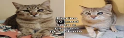 Altre razze gatti in regalo: GATTINI ABBANDONATI: URGENTE  a Città Metropolitana di Torino - Annuncio 3