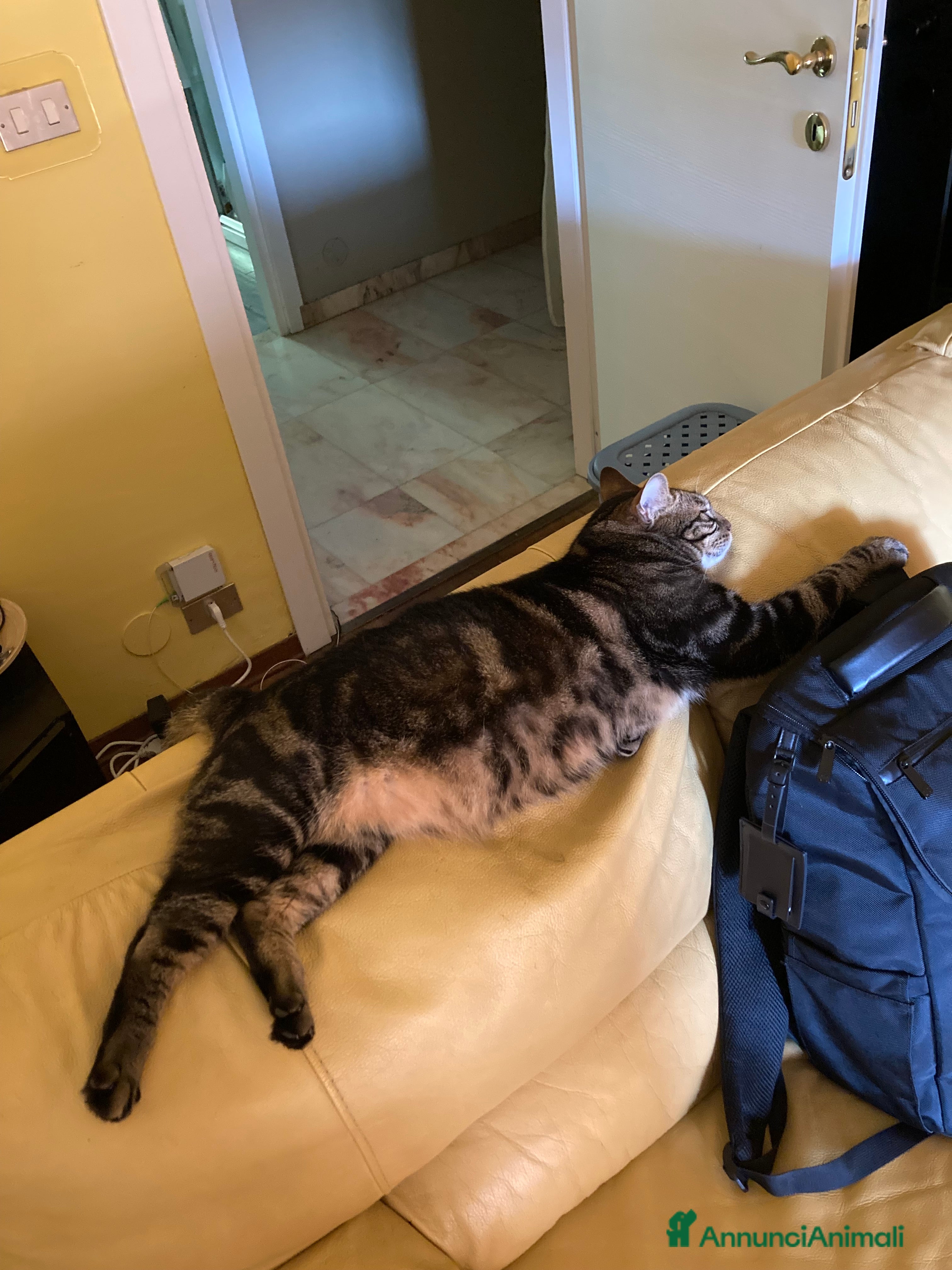 Europeo gatti Gatto maschio adulto (sterilizzato) - Annuncio 2