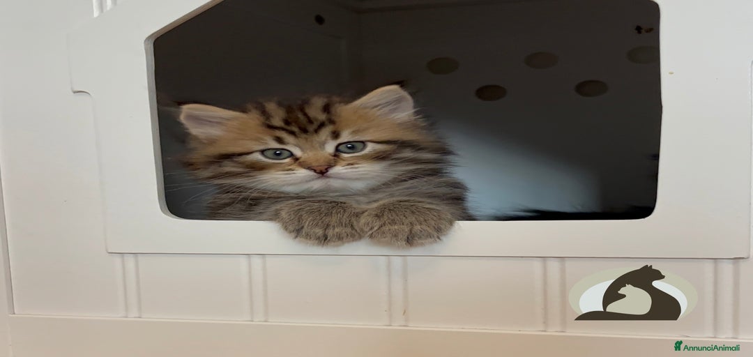 Immagine della galleria {{count}}