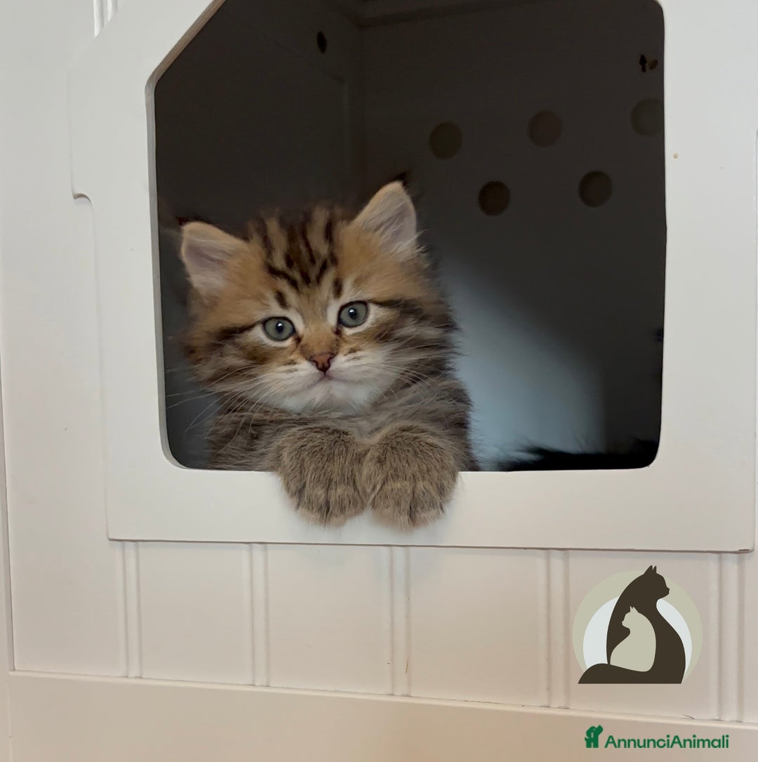 Immagine della galleria {{count}}