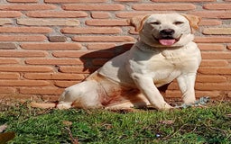 Labrador cani in regalo: Regalo Labrador  a Provincia di Frosinone - Immagine 1