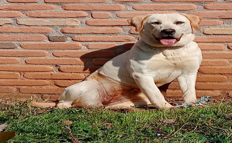 Labrador cani a Provincia di Frosinone - Annuncio 4