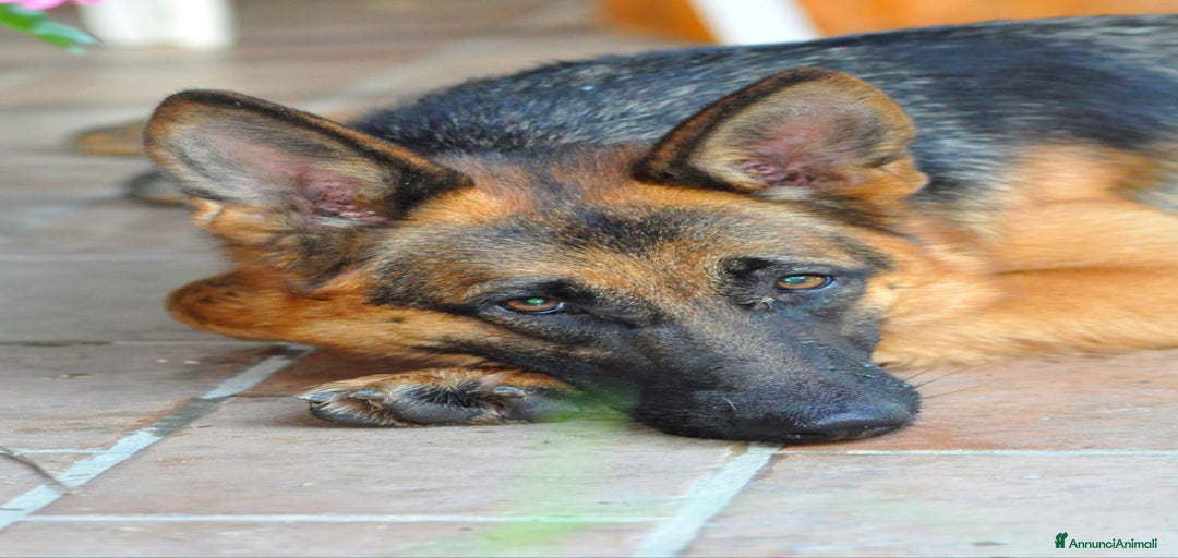 Immagine della galleria {{count}}