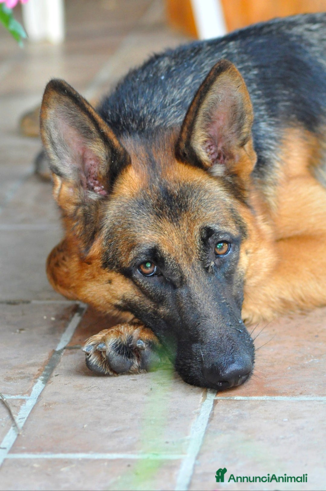 Immagine della galleria {{count}}