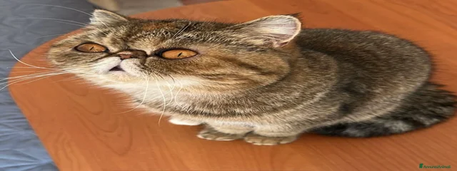 Chloe
