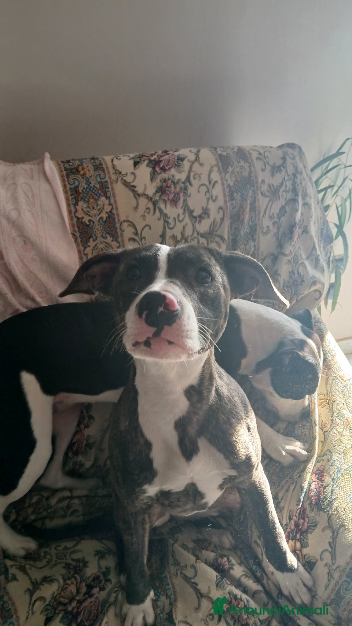 Pitbull cani Regalo cagnolina di 2 anni - Annuncio 2