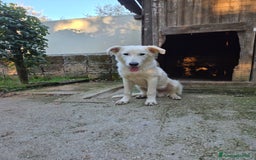 Pastore Maremmano cani in regalo: Dolcissimo diego - Immagine 2