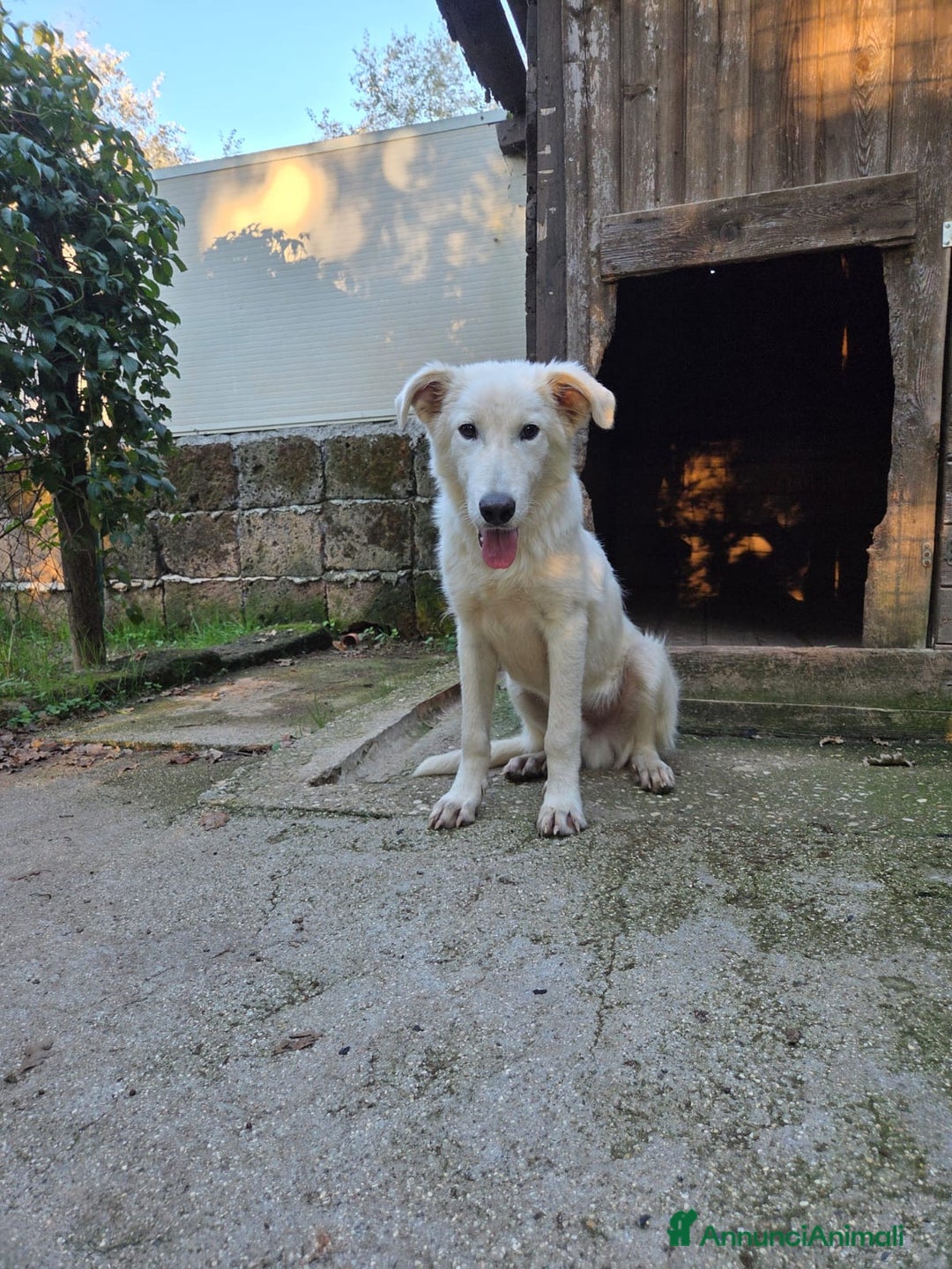Pastore Maremmano cani in regalo: Dolcissimo diego - Annuncio 2
