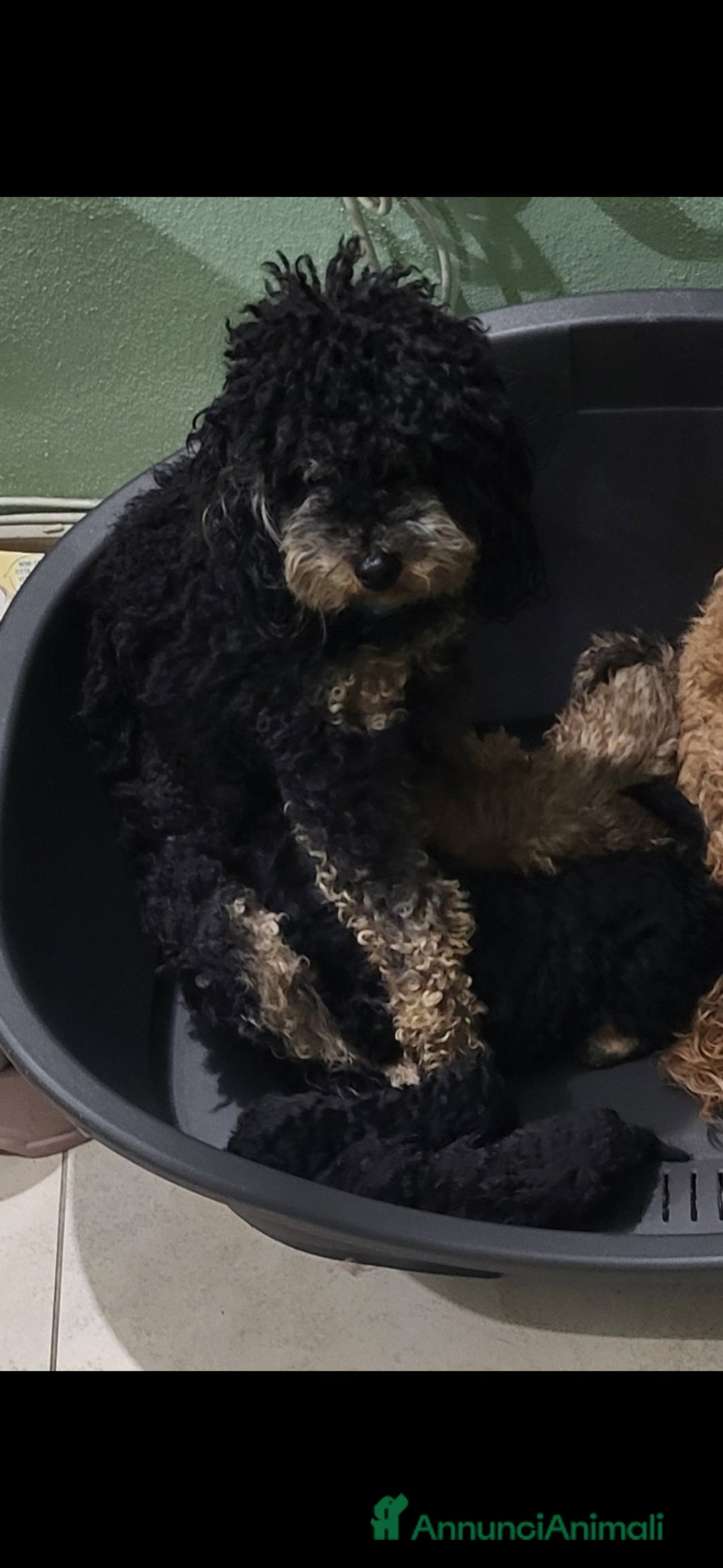 Barboncino Toy cani in vendita: Cuccioli barboncino toy - Annuncio 2