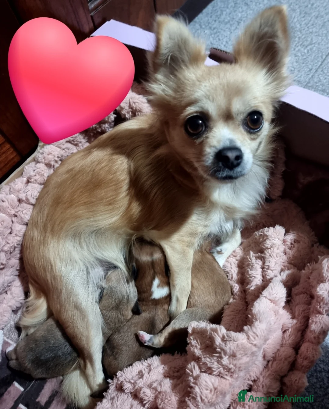 Chihuahua cani in vendita: Chihuahua femmina - Annuncio 3