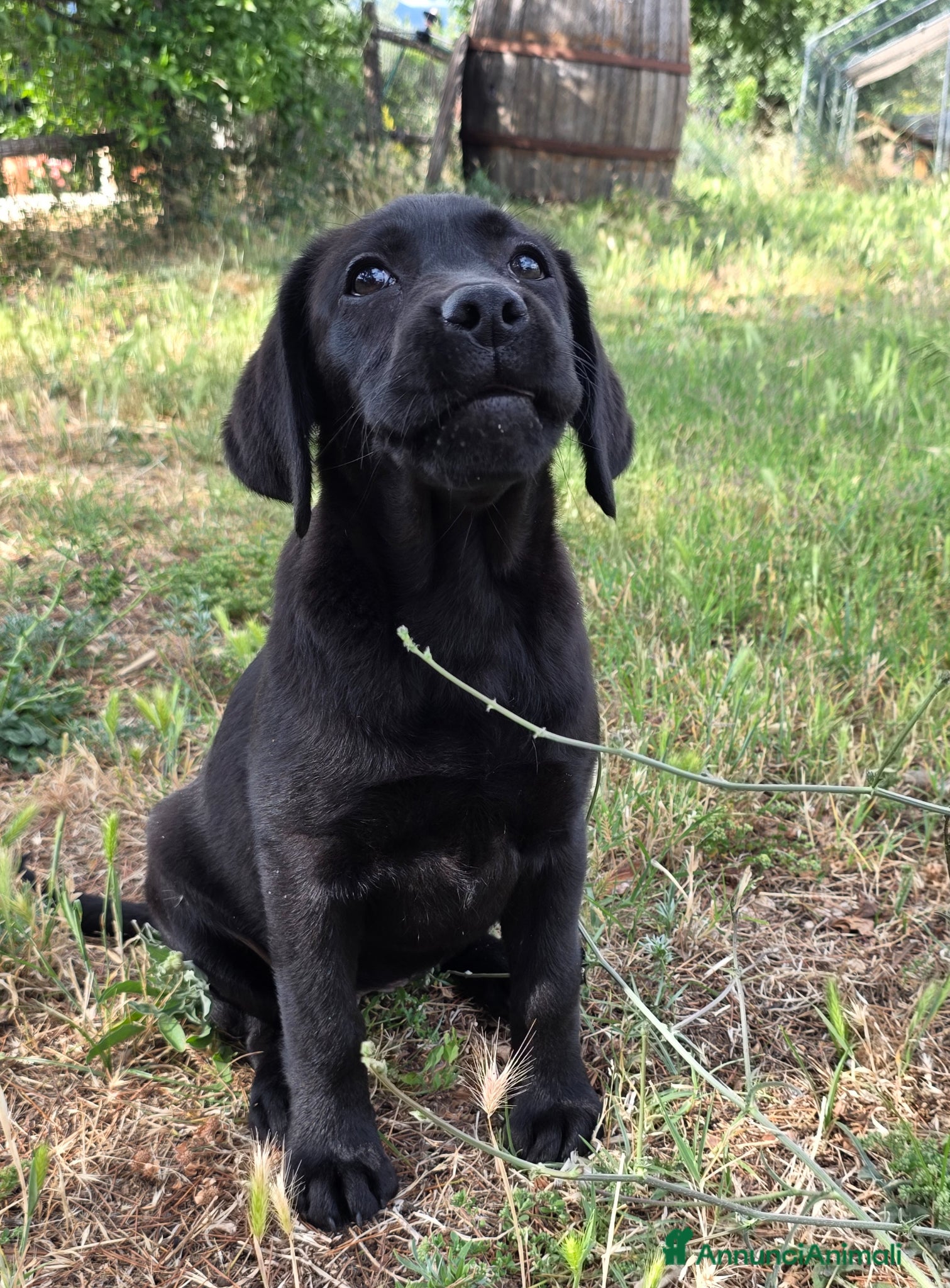 Labrador cani in vendita: Cucciola Labrador con pedigree Enci - Annuncio 5