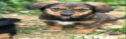 Meticcio cani in regalo: 4 SPLENDIDI CUCCIOLI cercano casa! Super coccoloni - Annuncio 10