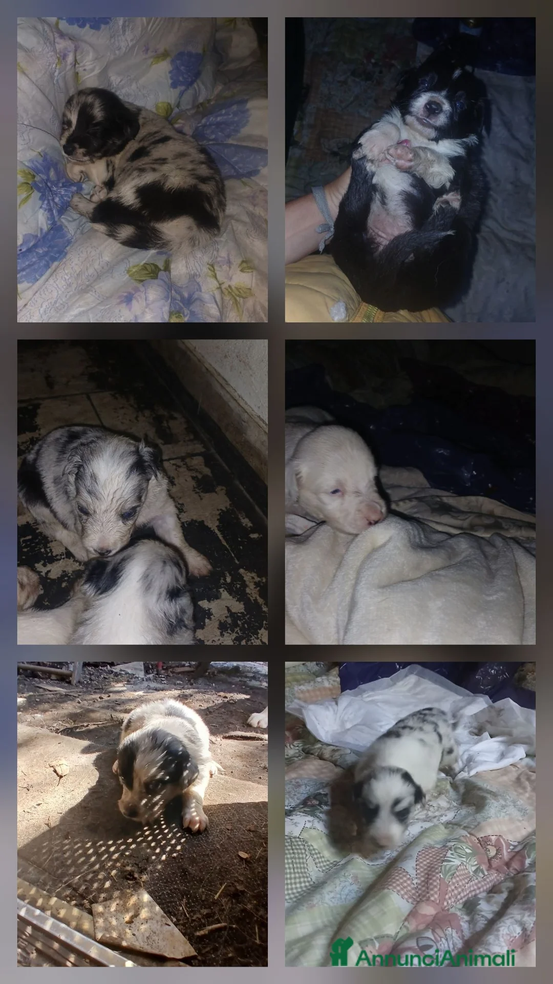 Australian Shepherd cani per accoppiamento: pastore australian della lessinia - Annuncio 2