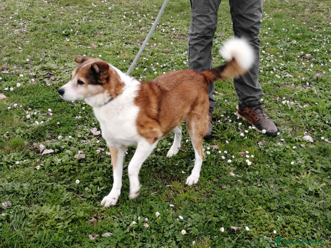 Meticcio cani in regalo: NONNO PLAUTO CERCA ANCORA UNA CASA - Annuncio 3