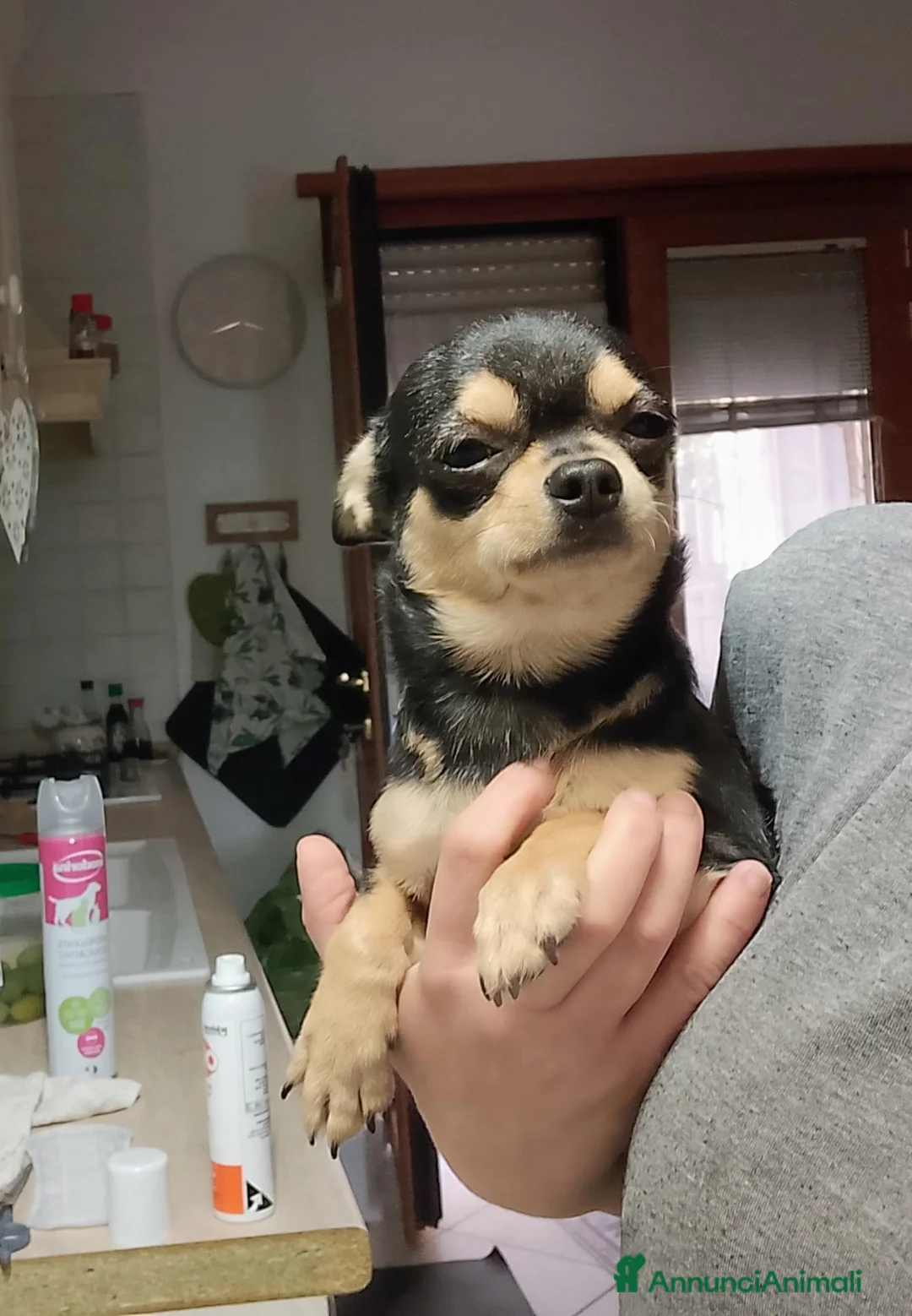 Chihuahua cani in vendita: Chihuahua con pedigree ENCI  - Annuncio 6