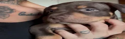 Pitbull cani in vendita: Cuccioli di Pit Bull con Pedigree anche a rate - Annuncio 7