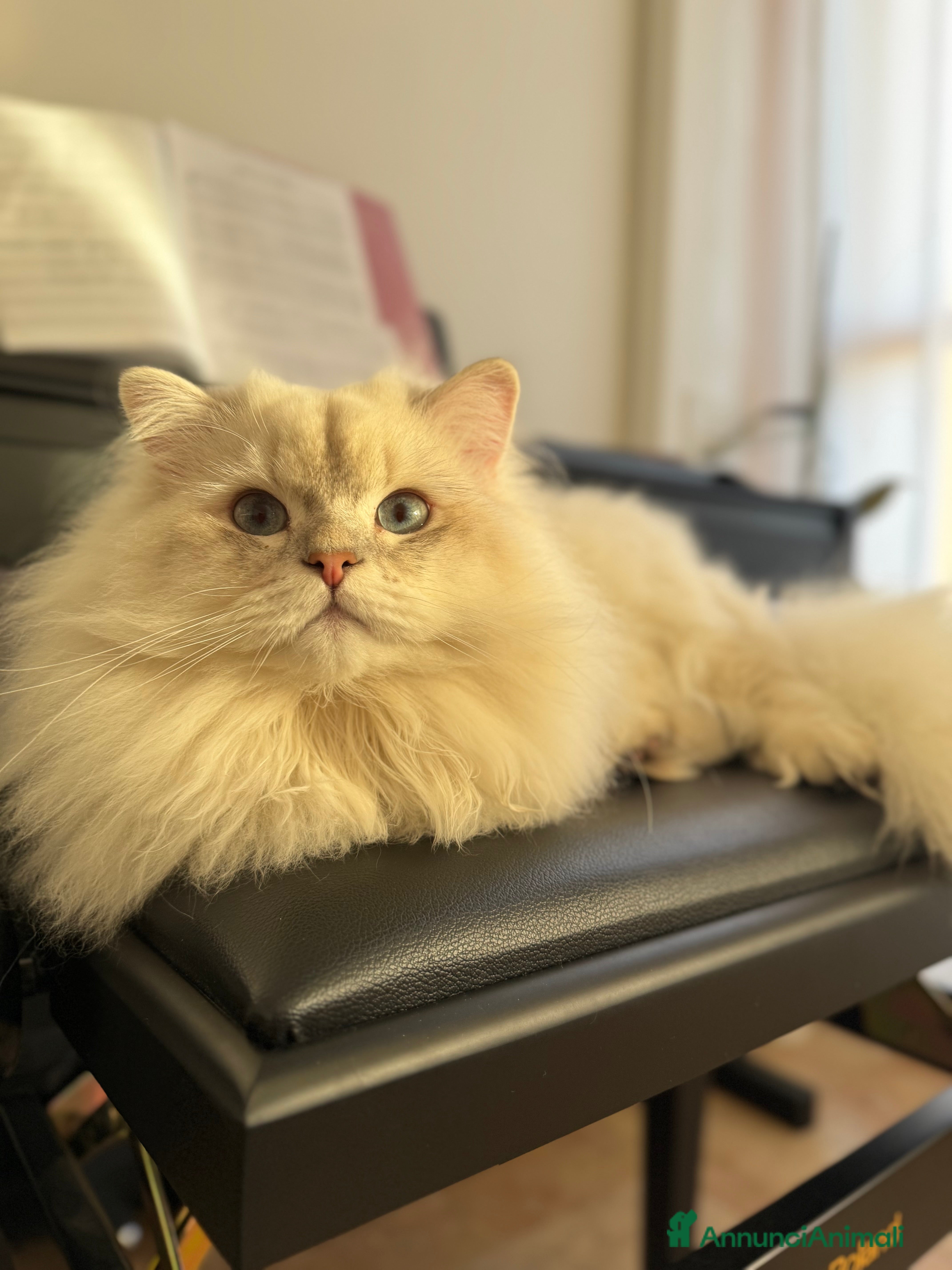 Scottish gatti Scottish Highland per accoppiamento  a Provincia di Varese - Annuncio 2