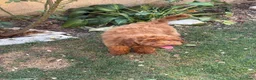 Meticcio cani in vendita: Barboncino Nano - Annuncio 10