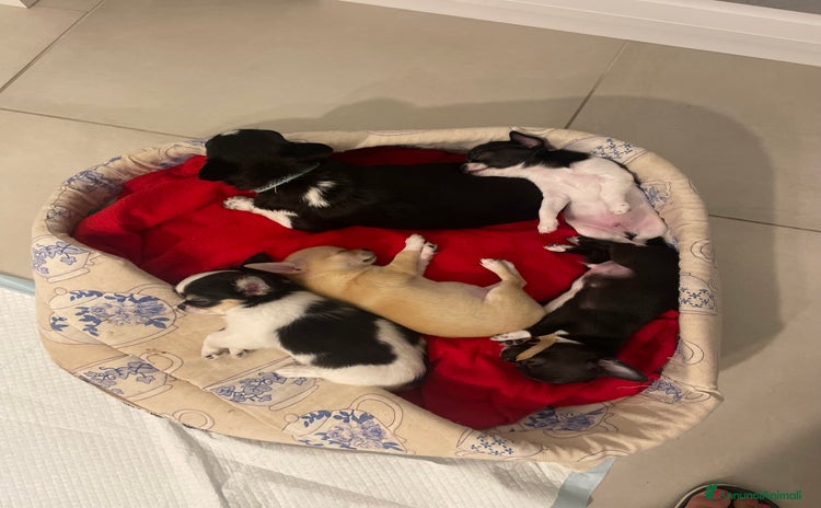Chihuahua cani a Provincia di Massa e Carrara - Annuncio 3