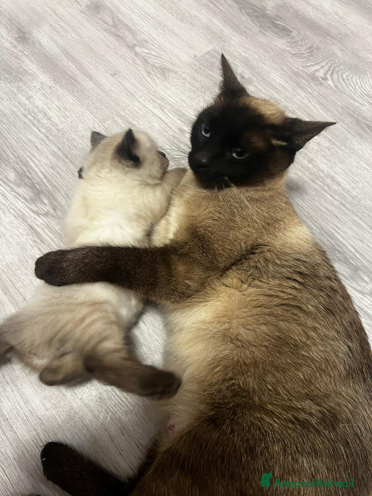 Siamese gatti SIAMESE - Annuncio 11