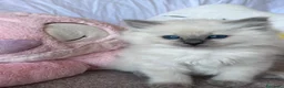 Ragdoll gatti in vendita: Cuccioli Ragdoll disponibili a Città metropolitana di Messina - Annuncio 6