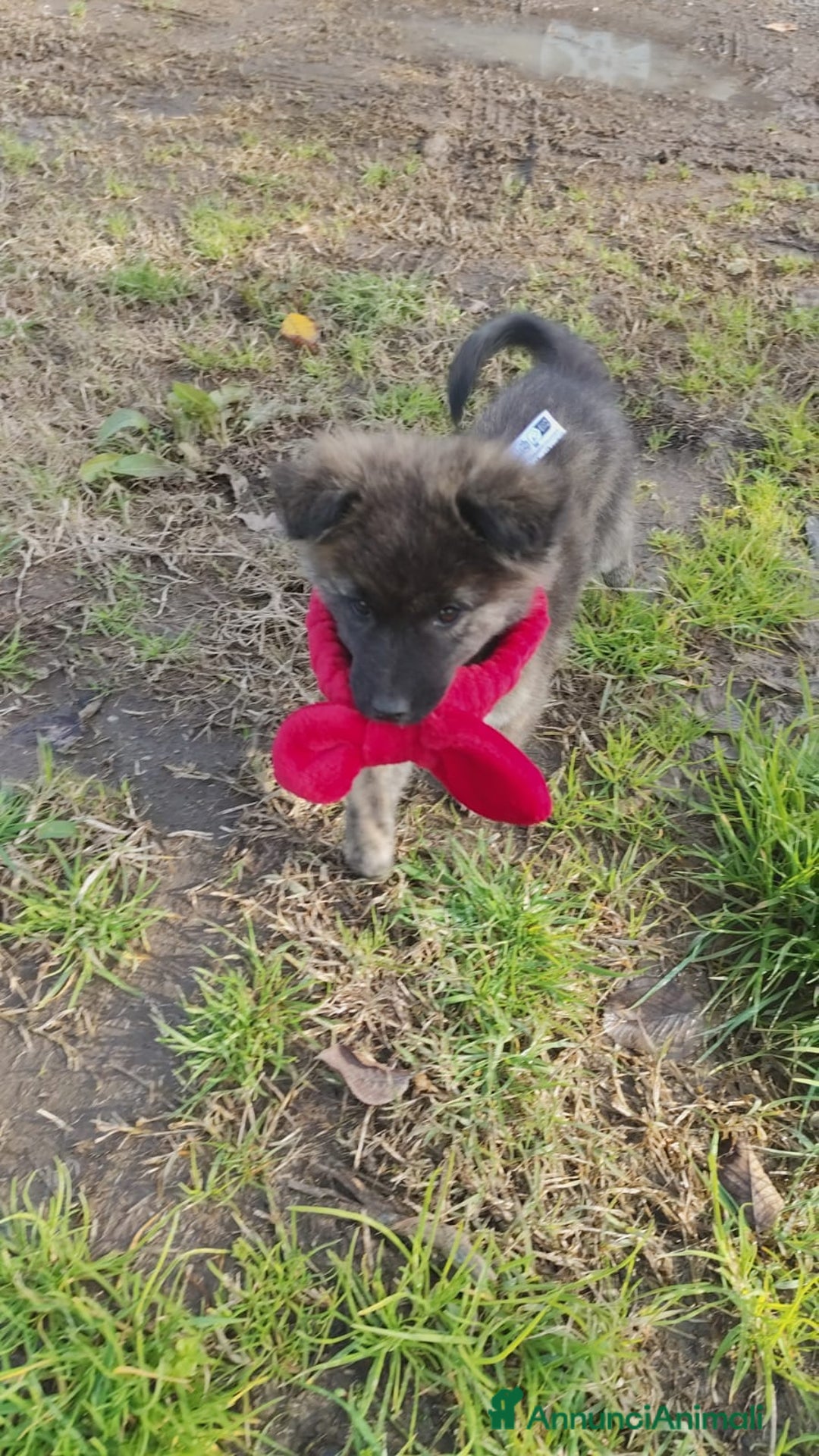 Meticcio cani in regalo: GEORGI cucciola 3 mesi taglia piccola - Annuncio 6