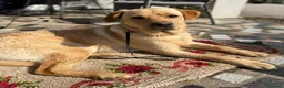 Labrador cani in regalo: RIO, stupendo mix LABRADOR dolcissimo! - Annuncio 9
