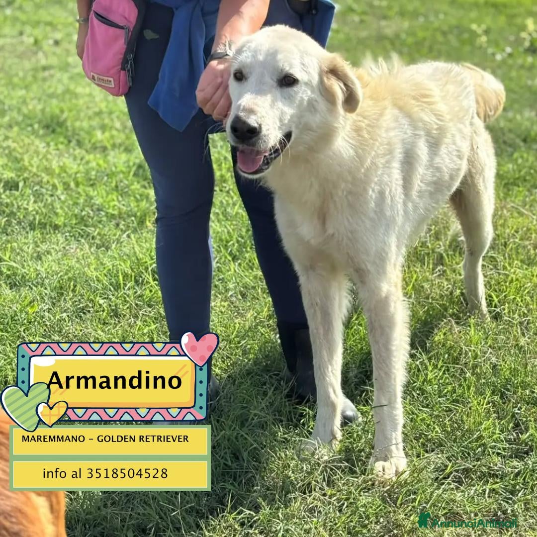Meticcio cani in regalo: Armandino mix maremmano golden retriever adozione - Annuncio 2