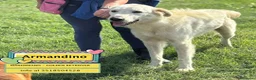 Meticcio cani in regalo: Armandino mix maremmano golden retriever adozione - Annuncio 1