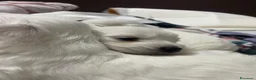 Maltese cani in vendita: Cuccioli di maltese  - Annuncio 2