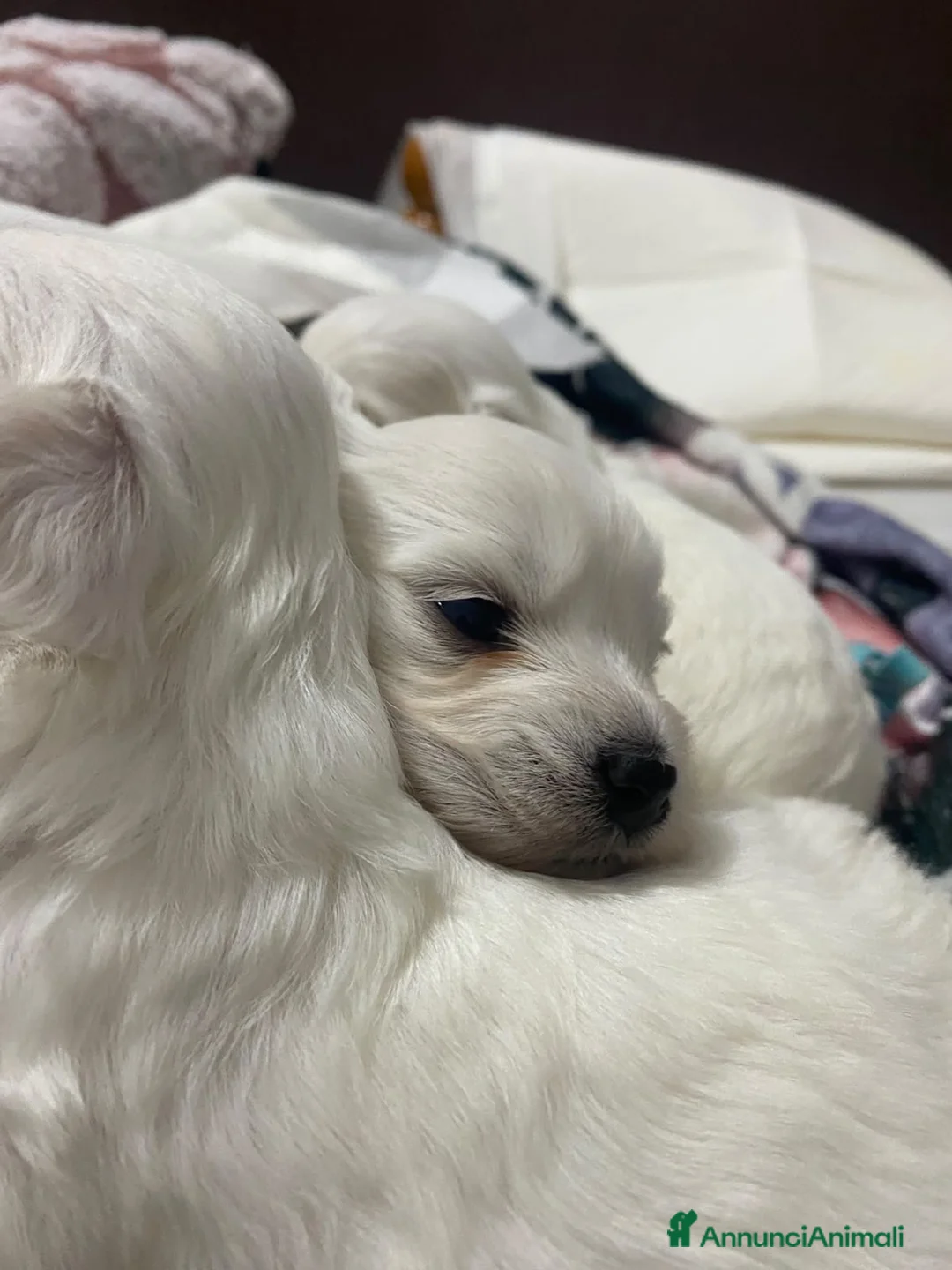Maltese cani in vendita: Cuccioli di maltese  - Annuncio 2