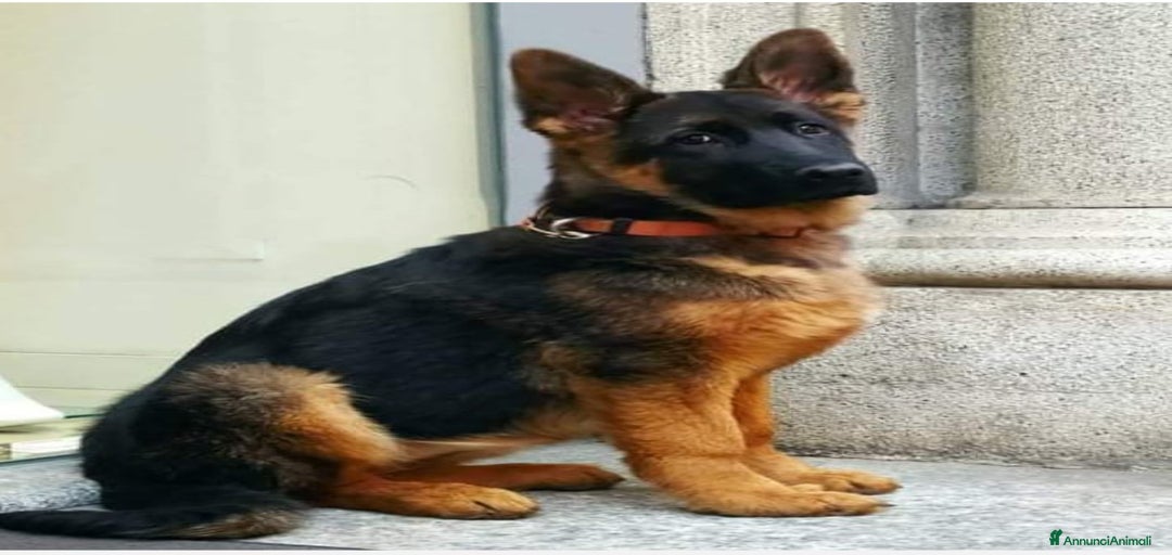 Immagine della galleria {{count}}