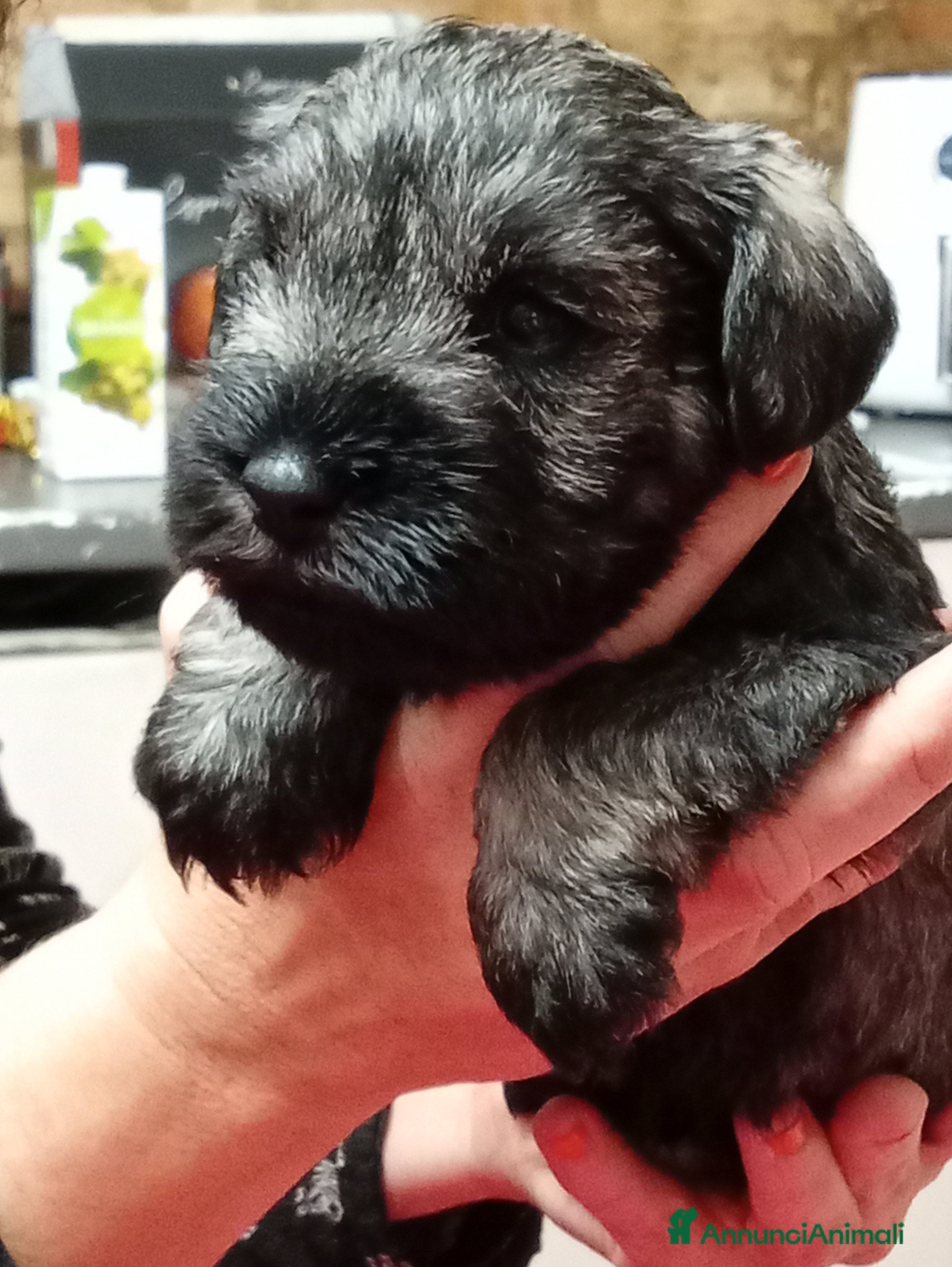 Mini Schnauzer cani cuccioli di zwergschnauzer pepe sale - Annuncio 1