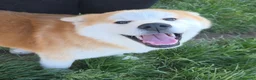 Akita Inu cani in vendita: Cucciolo Akita Inu Pedigree  - Annuncio 3
