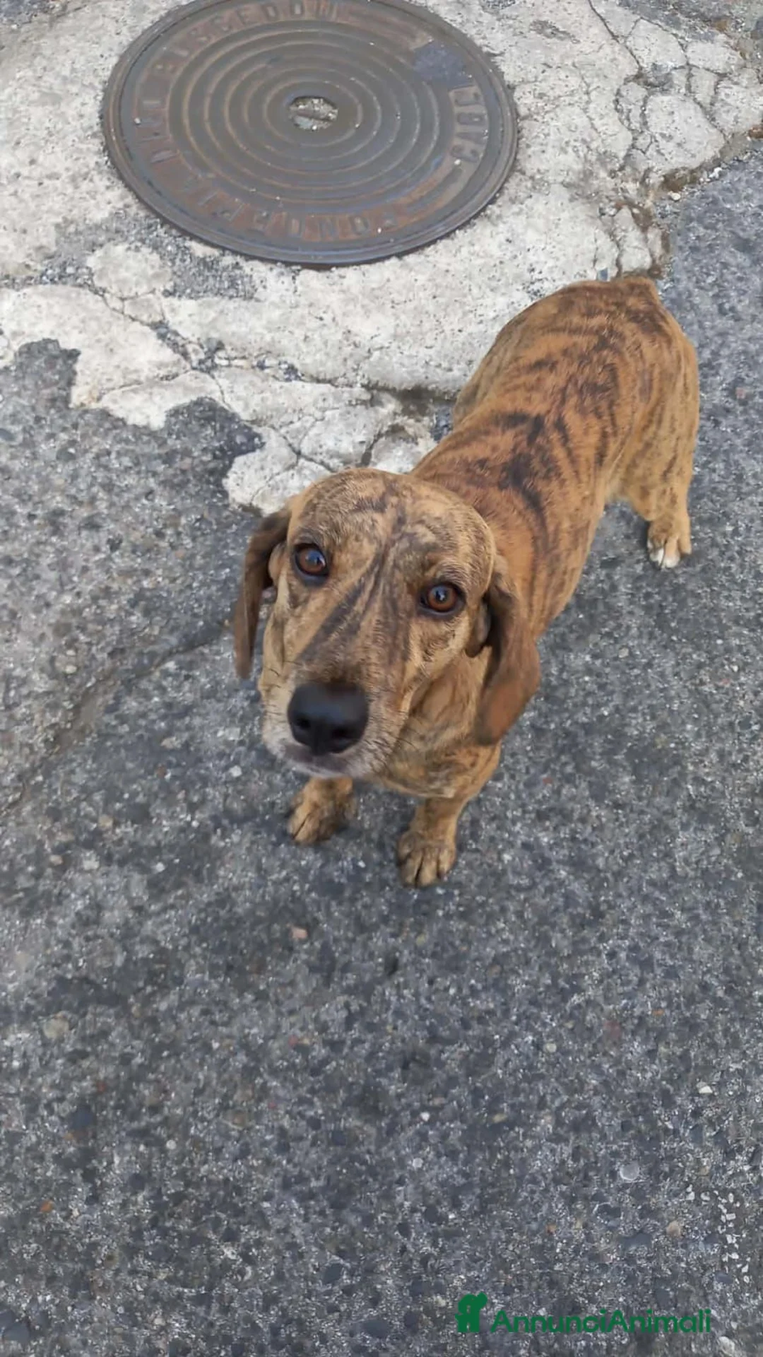 Segugio cani in regalo: Segugia maculata bella e buona 1anno kg10/12.NUORO - Annuncio 1