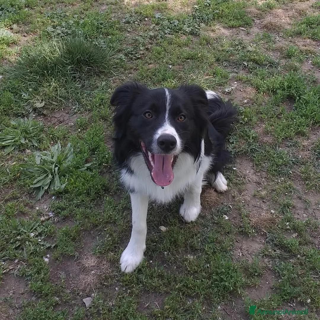 Border Collie cani per accoppiamento: Aky cerca fidanzata per accoppiamento  - Annuncio 2