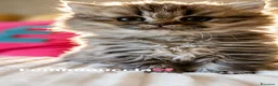 British gatti in vendita: Cuccioli British Longhair a Provincia di Alessandria - Annuncio 14