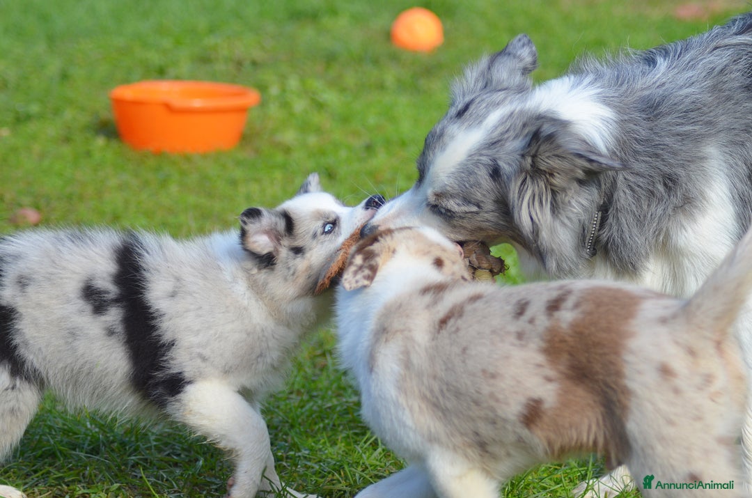Border Collie cani in vendita: Cuccioli di Border Collie  - Annuncio 2