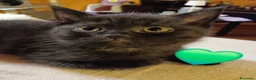 Scottish gatti in vendita: Cuccioli scottish straight - Annuncio 8