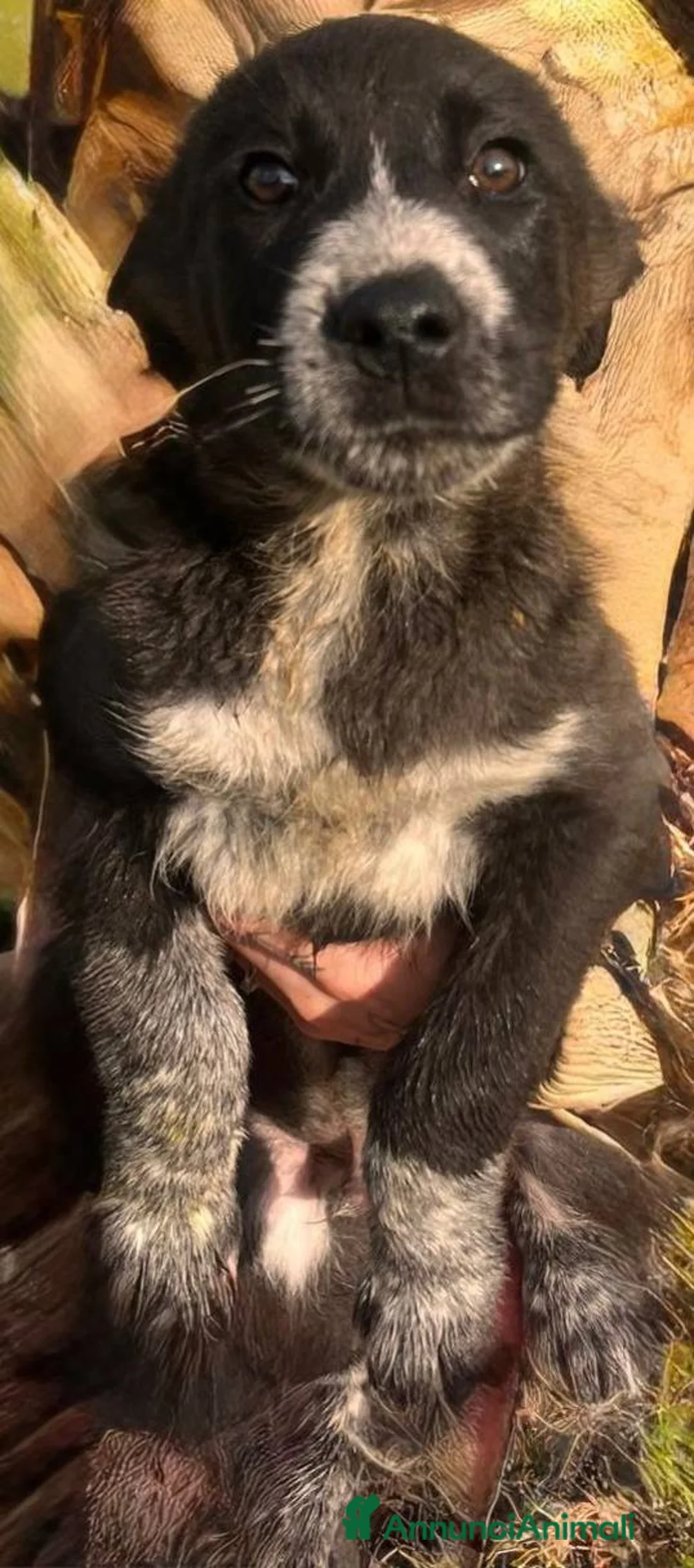 Meticcio cani in regalo: Cuccioli irresistibili in adozione - Annuncio 20