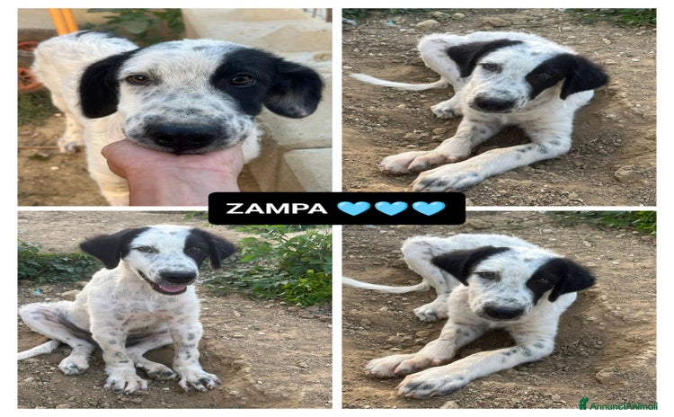 Altre razze cani a Provincia di Bergamo - Annuncio 3