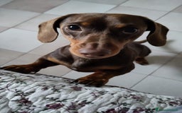 Bassotto cani per accoppiamento: bassotto nano per monta a Provincia di Perugia - Immagine 4