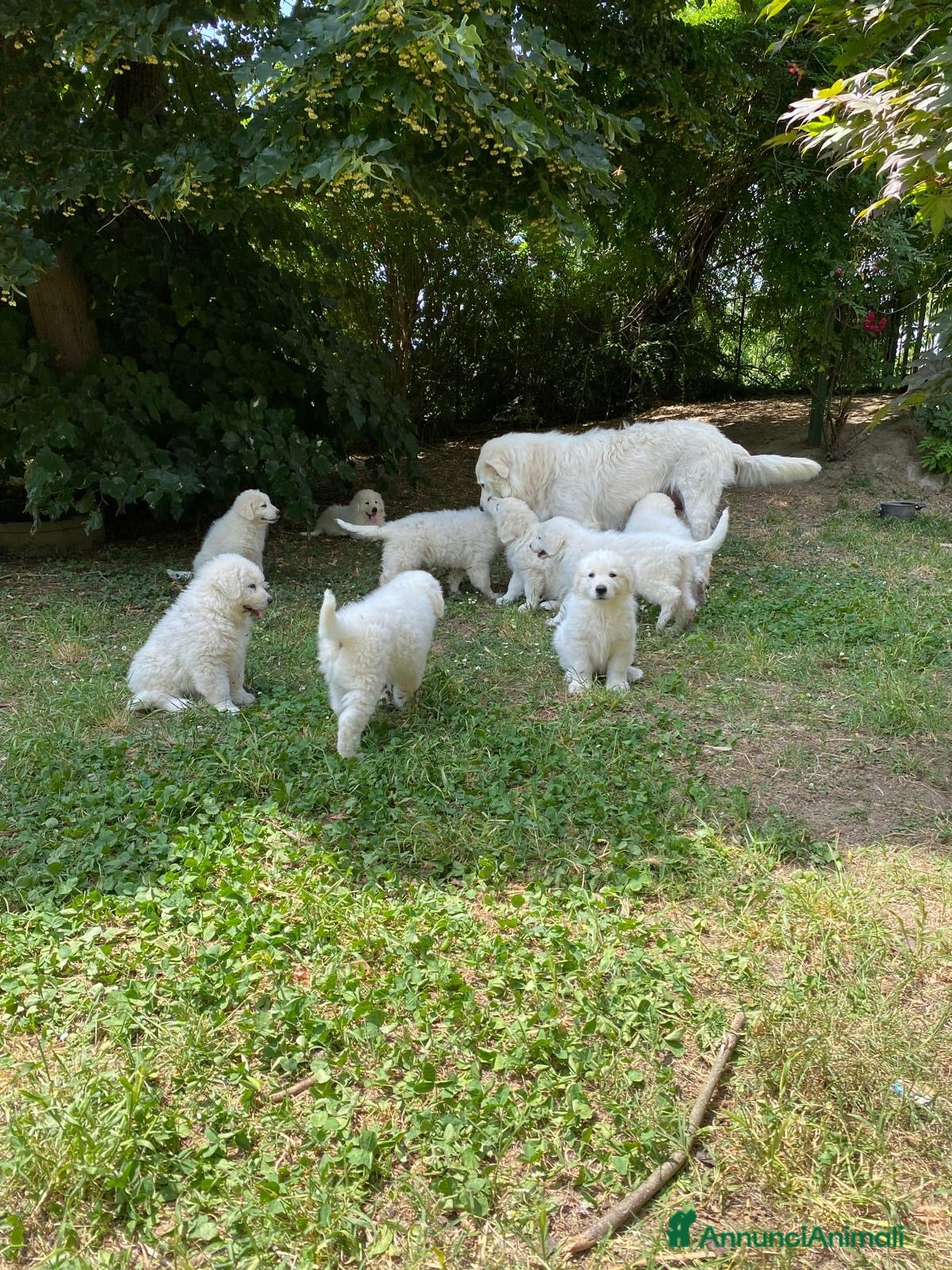 Pastore Abbruzzese Maremmano cani in vendita: cuccioli pastore abruzzese maremmano a Provincia di Lodi - Annuncio 3