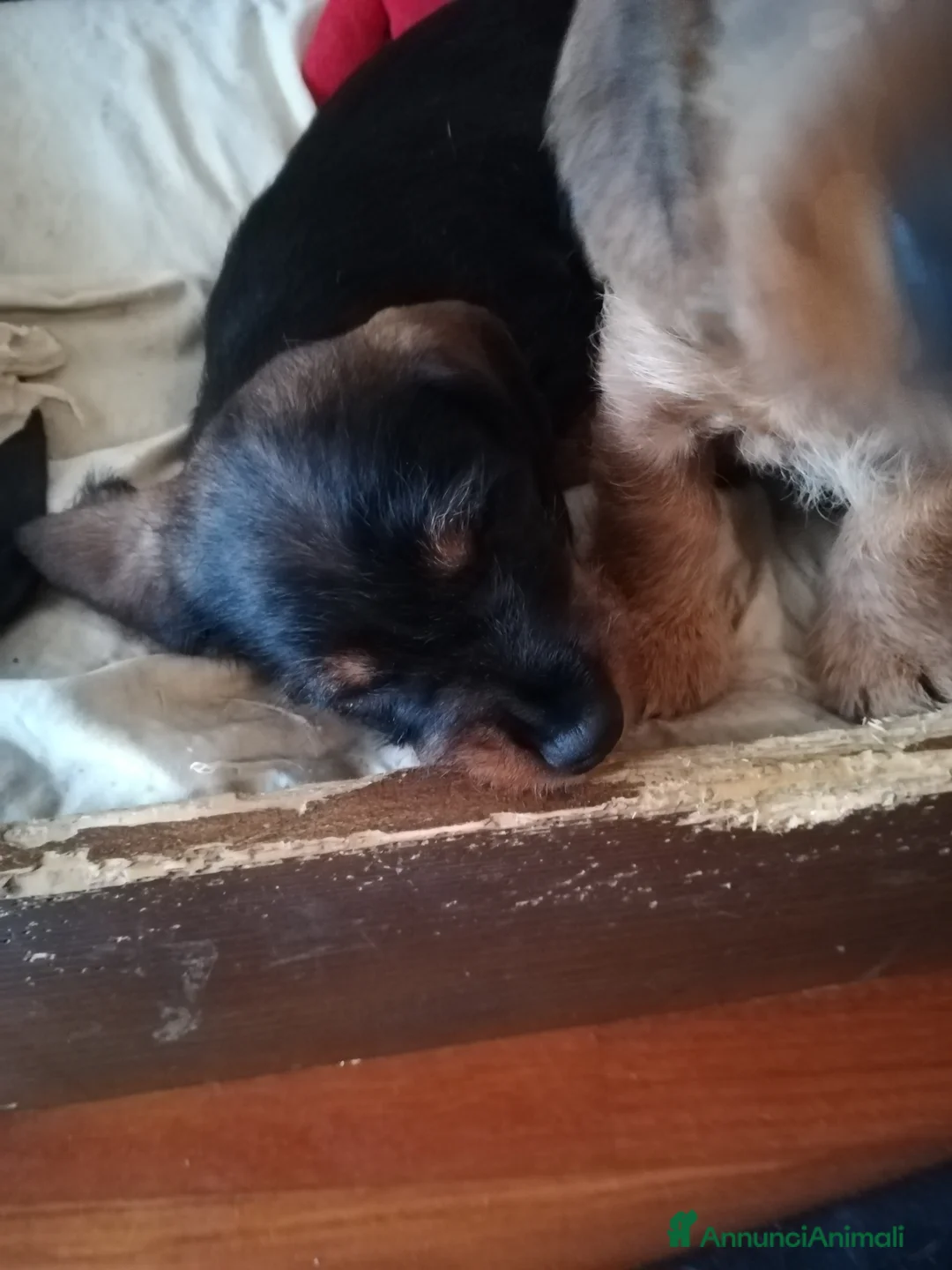 Bassotto cani in vendita: Bassotto pelo duro  - Annuncio 33