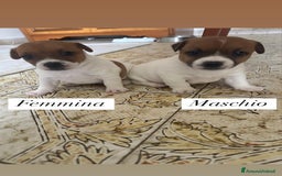 Jack Russell cani in vendita: Cedesi cuccioli di Jack Russell Terrier  a Città Metropolitana di Torino - Immagine 2