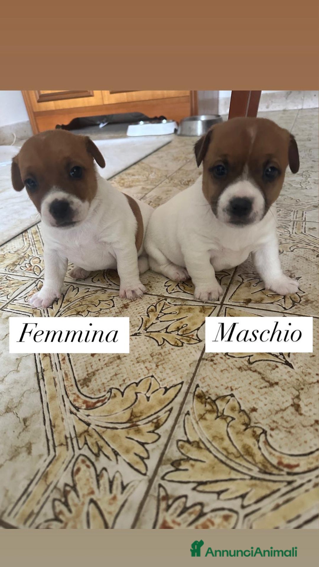 Jack Russell cani in vendita: Cedesi cuccioli di Jack Russell Terrier  a Città Metropolitana di Torino - Immagine 2