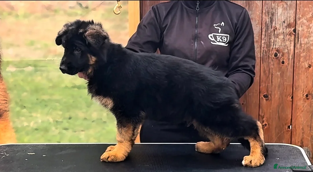 Pastore Tedesco cani in vendita: Splendida cucciola di Pastore Tedesco a Pelo Lungo - Annuncio 2